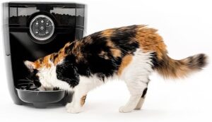 Best automatic cat feeders for multiple cats with smart and microchip feeding options