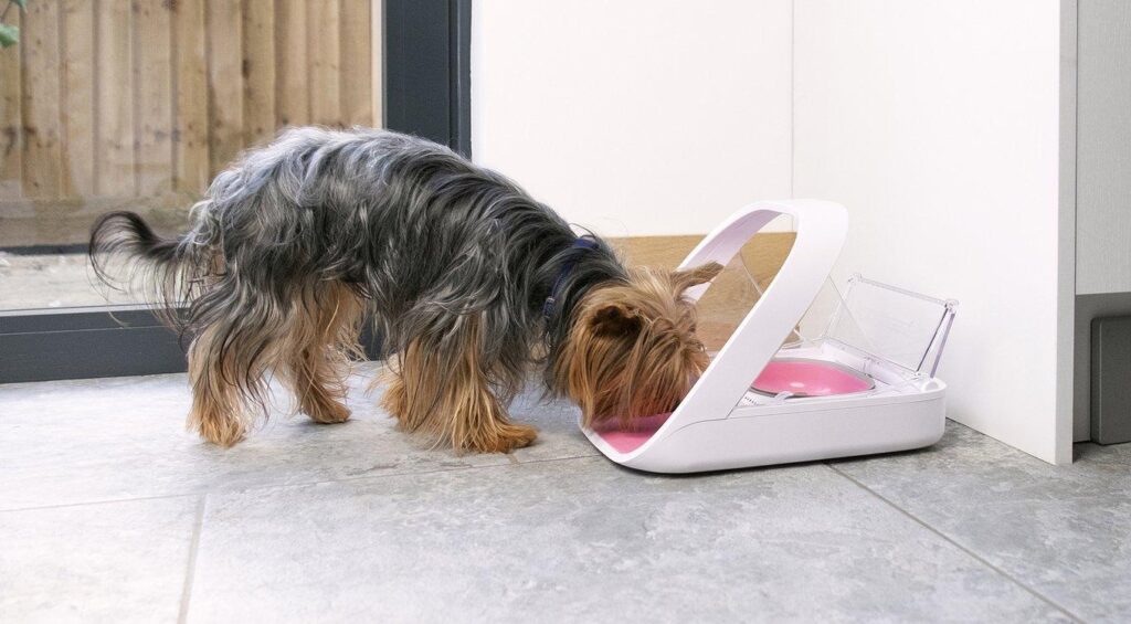Small dog using a smart feeder in a multi-dog household